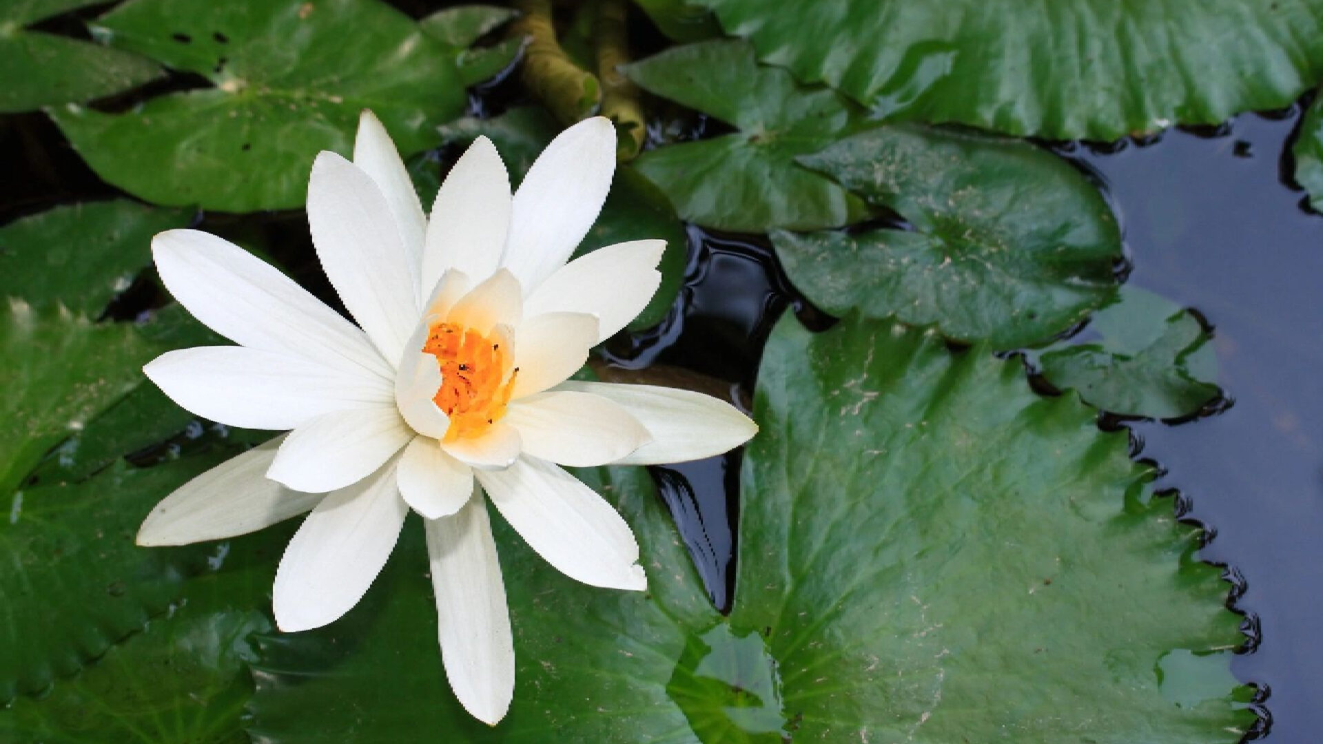 A white flower with orange center sitting on top of green leaves.